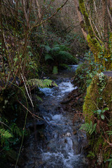 Stream in Cardinham woods in central Cornwall 