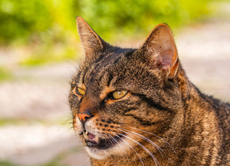 Grumpy cat slightly showing teeth