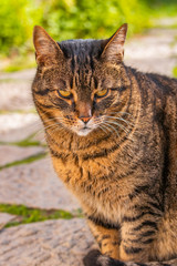 Grumpy cat with yellow eyes