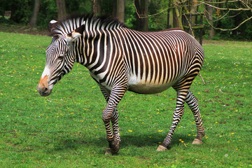 zebra animal is resting