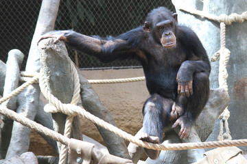 resting chimpanzee portrait