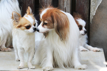 papillon and chihuahua as best friends