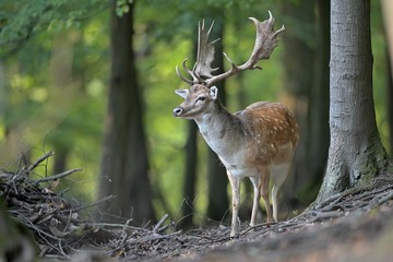 Buck fallow deer (Dama dama) stands in the forest  - obrazy, fototapety, plakaty