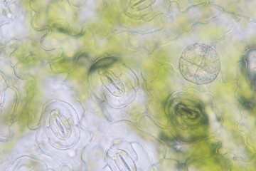  Close up Plant epidermis with stomata or Leaf Epidermis (Stomata) under microscope.