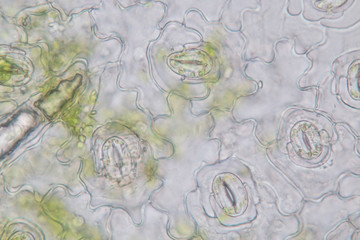  Close up Plant epidermis with stomata or Leaf Epidermis (Stomata) under microscope.