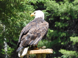 beautiful eagle