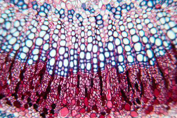 Cross-section leaf Plant of under the microscope for classroom education.