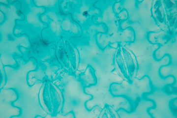  Close up Plant epidermis with stomata or Leaf Epidermis (Stomata) under microscope.