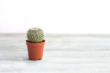 On a light wooden background, a round cactus in a brown pot