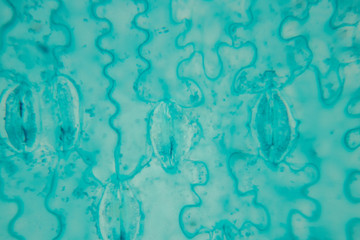  Close up Plant epidermis with stomata or Leaf Epidermis (Stomata) under microscope.
