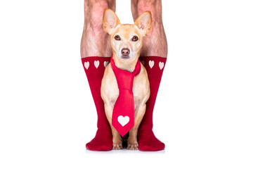 valentines wedding dog in love