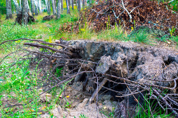 Fallen birch tree with roots in forest after hurricane, the root system with soil residues and dry branches piled in a heap.