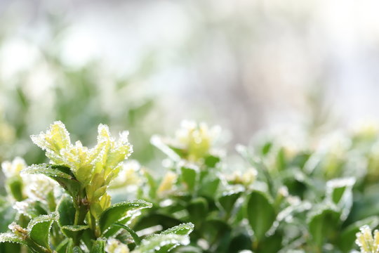 Frozen Buxus