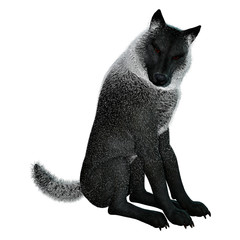 3D Rendering Black Wolf on White