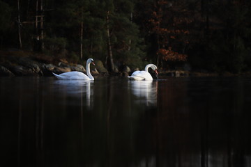 White swans on a lake 