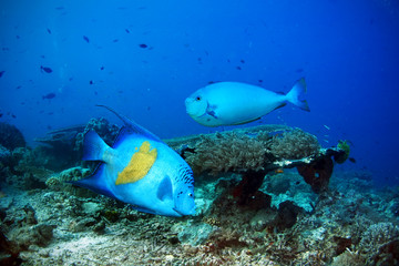 Tropical fishes - arabian angelfish and bignose unicornfish in the sea
