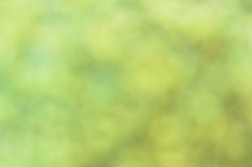 Fototapeta premium Green blurred background and sunlight