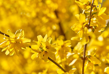 A beuatifully and intensely blooming bright yellow forsythia close-up in springtime. Seen in Nuremberg, Germany, April 2019