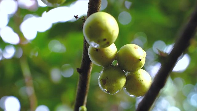 Fruit Ramontchi - Scientific Name is "Flacourtia indica (Burm.f.) Merr." Rare wild fruit in Natural area Shot from real space in the tropical region of Narathiwat, southern Thailand.