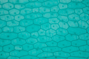  Close up Plant epidermis with stomata or Leaf Epidermis (Stomata) under microscope. - obrazy, fototapety, plakaty