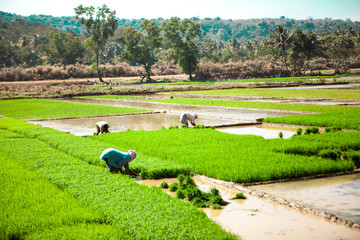Rice field. India farmers grow fig. Rhys plantations - 315331342