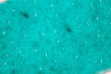  Close up Plant epidermis with stomata or Leaf Epidermis (Stomata) under microscope.
