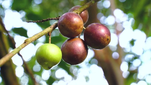 Fruit Ramontchi - Scientific Name is "Flacourtia indica (Burm.f.) Merr." Rare wild fruit in Natural area Shot from real space in the tropical region of Narathiwat, southern Thailand.