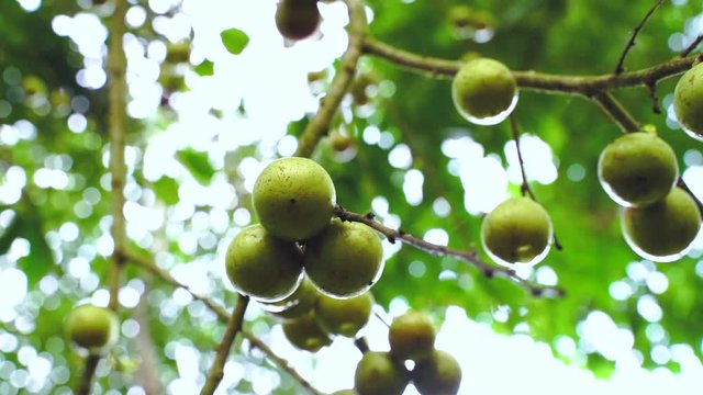 Fruit Ramontchi - Scientific Name is "Flacourtia indica (Burm.f.) Merr." Rare wild fruit in Natural area Shot from real space in the tropical region of Narathiwat, southern Thailand.