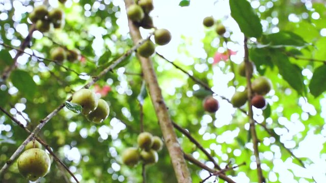 Fruit Ramontchi - Scientific Name is "Flacourtia indica (Burm.f.) Merr." Rare wild fruit in Natural area Shot from real space in the tropical region of Narathiwat, southern Thailand.