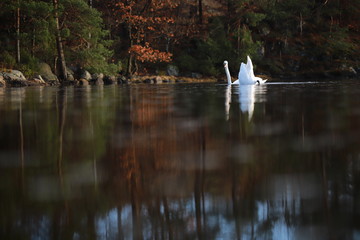 White swans on a lake 