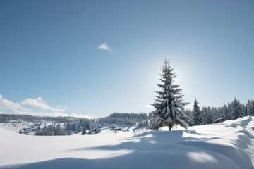 Fototapeta premium Alpine landscape with snow covered mountains and pine forest