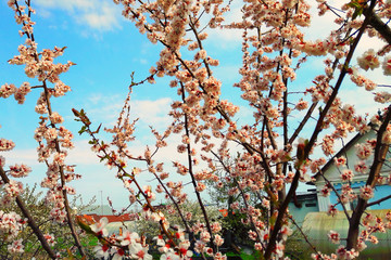 White flowers and buds of an apricot tree in spring blossom
