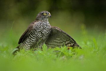 Eurasian sparrowhawk ( Accipiter nisus ) protects its catch in the natural green meadow
