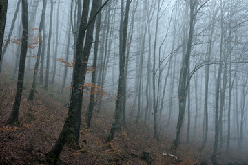 Fototapeta premium Misty spooky dark forest