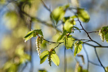 The green leaves and blossoms of a hornbeam tree in spring on a beautiful sunny morning with blue sky in Nuremberg, Germany, in April 2019