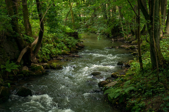 Rzeka potok las drzewa