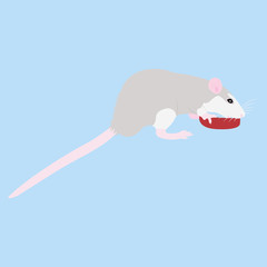 Pet Rat. Decorative rat. Domestic rat. cute Rat. cute Pet