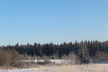 Snowy decoration of the Ural forest
