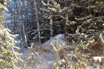 Fototapeta premium Anthill under a tree in the snow