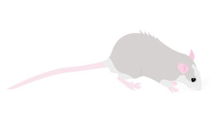 Pet cute Rat. cute Decorative rat. Domestic rat on a white background