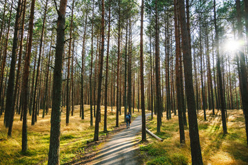 Pine forest. Smiltyne, Curonian Spit, Lithuania