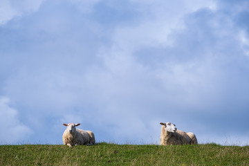 Zwei Schafe auf dem Deich der Insel Pellworm/Deutschland