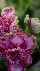 Obraz premium Beautiful Saintpaulia or Uzumbar violet. Indoor flowers. Natural floral background.