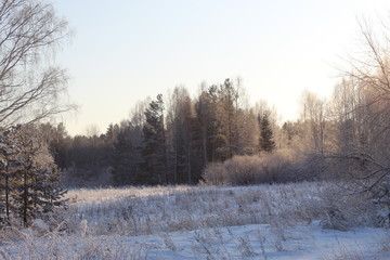 Graphics of branches against the background of the winter sky