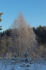 Graphics of branches against the background of the winter sky