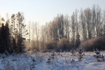 Graphics of branches against the background of the winter sky