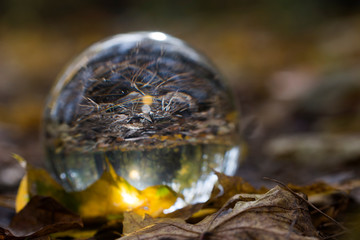 forest through a bruning glass