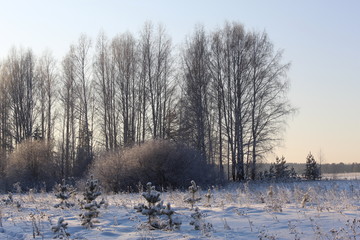 Graphics of branches against the background of the winter sky