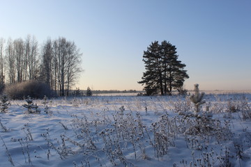 Graphics of branches against the background of the winter sky