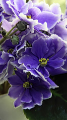 Beautiful Saintpaulia or Uzumbar violet. Indoor flowers. Natural floral background.